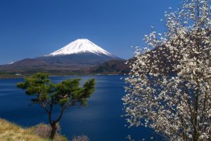 sky, Mount Fuji, Sea, Trees, Blossoms, Landscape, Retouching, Japan, Spring