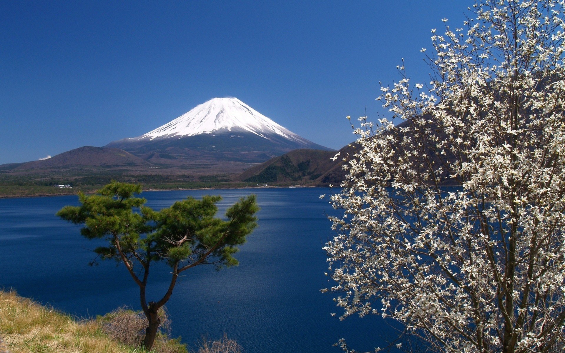 sky, Mount Fuji, Sea, Trees, Blossoms, Landscape, Retouching, Japan, Spring Wallpaper