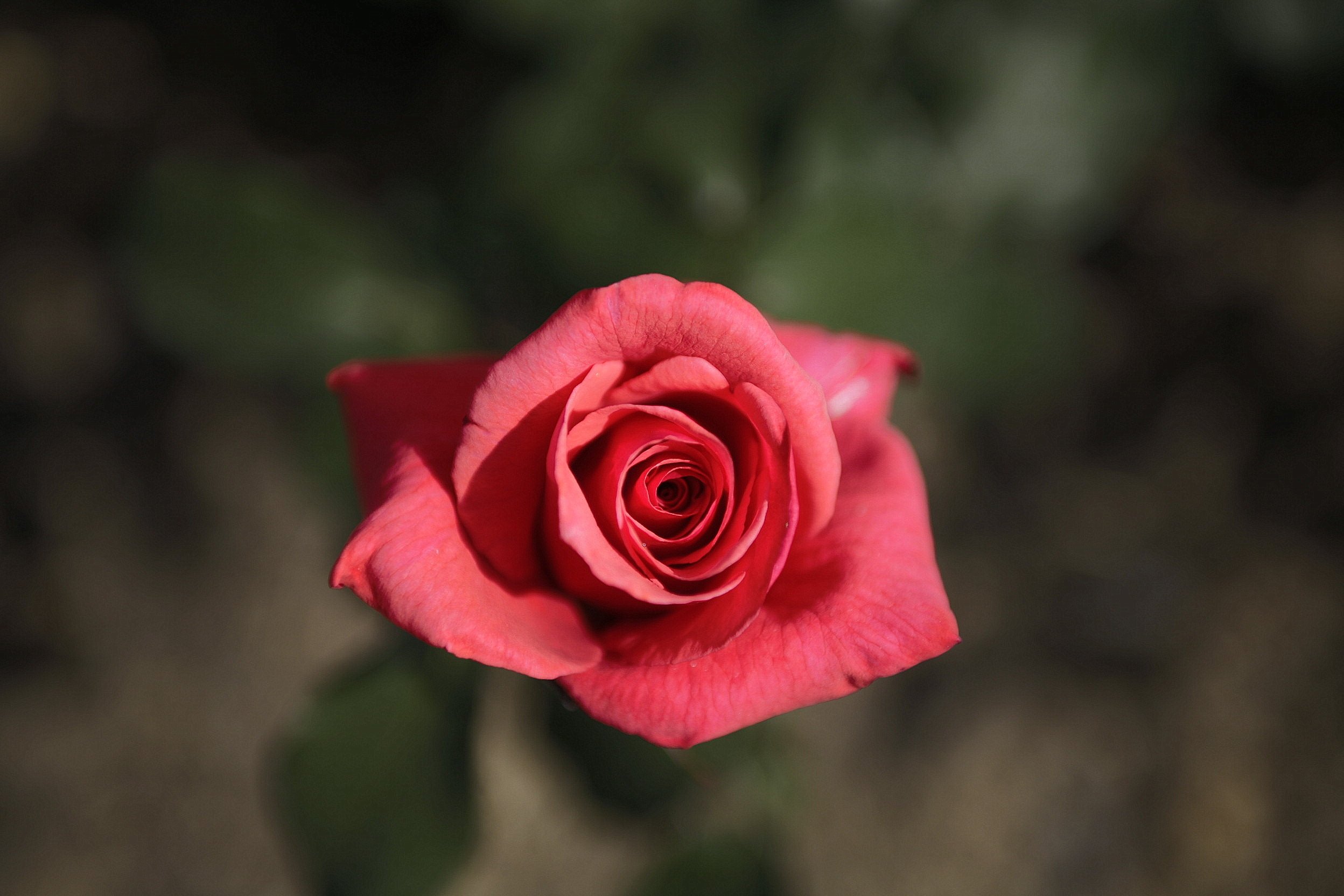rose, Red flowers, Red Wallpaper