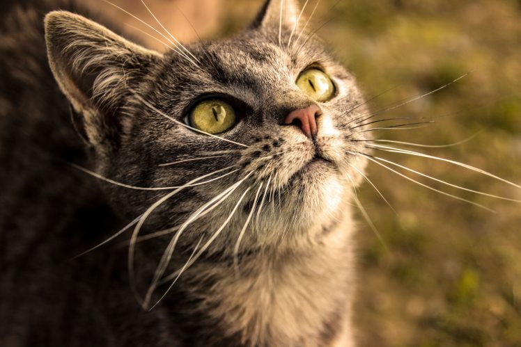 cat, Cat eyes, Animals HD Wallpaper Desktop Background