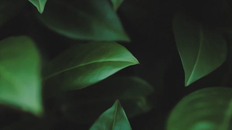 landscape, Macro, Green, Nature, Leaf  bug HD Wallpaper Desktop Background