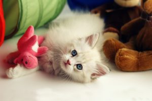 kittens, White, Animals