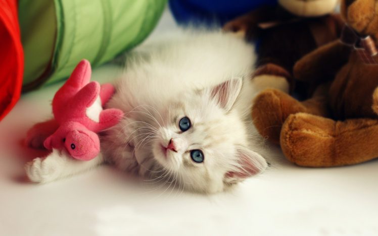 kittens, White, Animals HD Wallpaper Desktop Background
