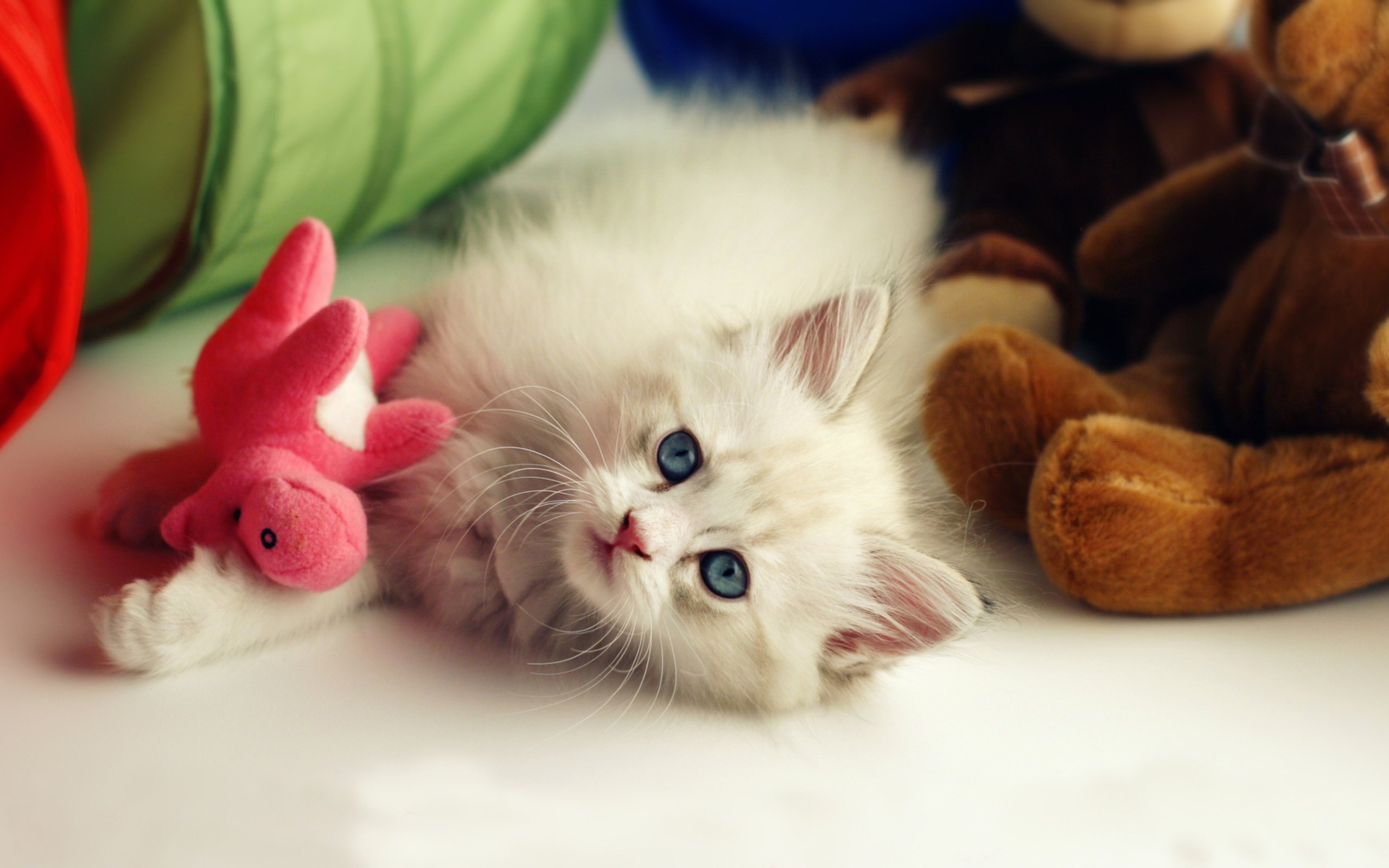 kittens, White, Animals Wallpaper