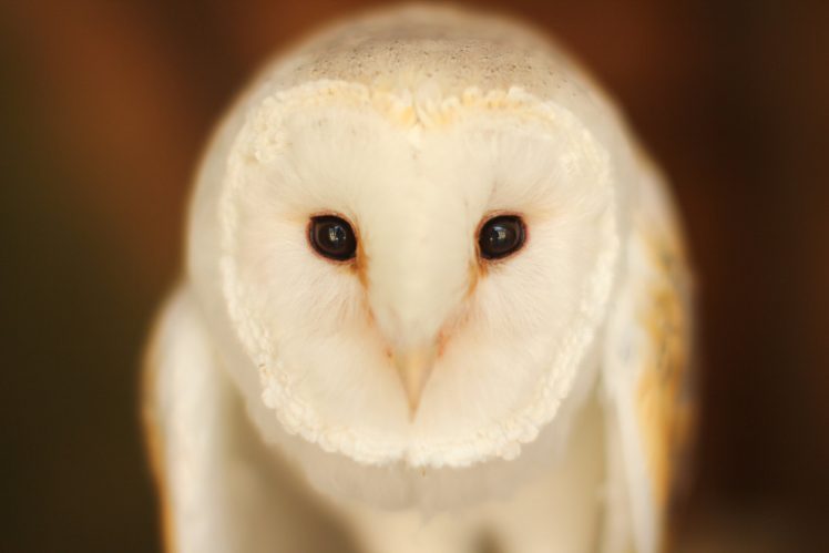 animals, Owl, Birds HD Wallpaper Desktop Background