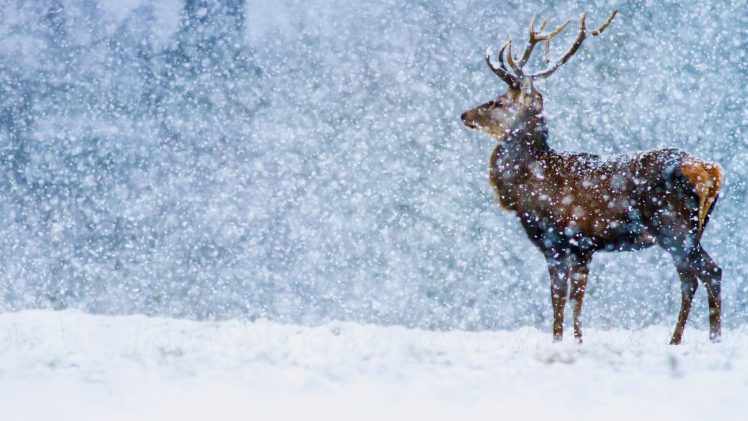 animals, Mammals, Snow HD Wallpaper Desktop Background
