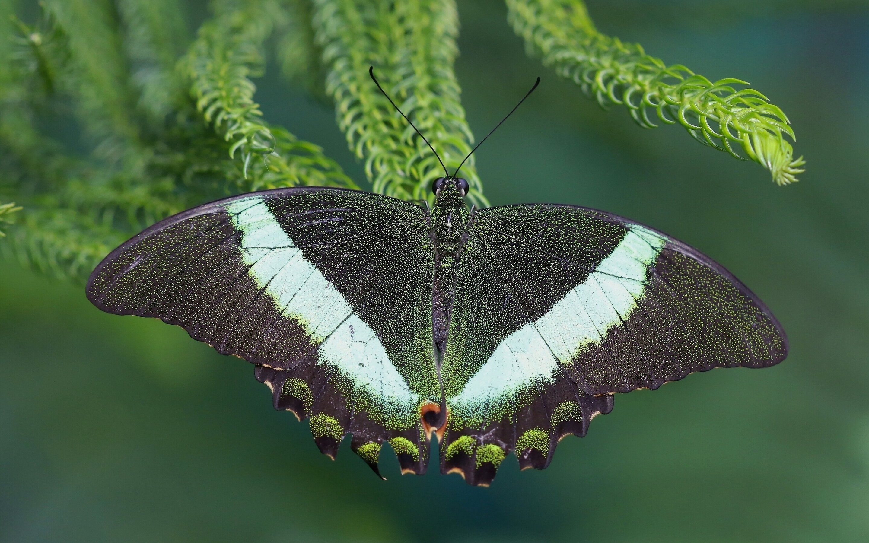 animals, Insect, Butterfly, Lepidoptera, Macro Wallpaper