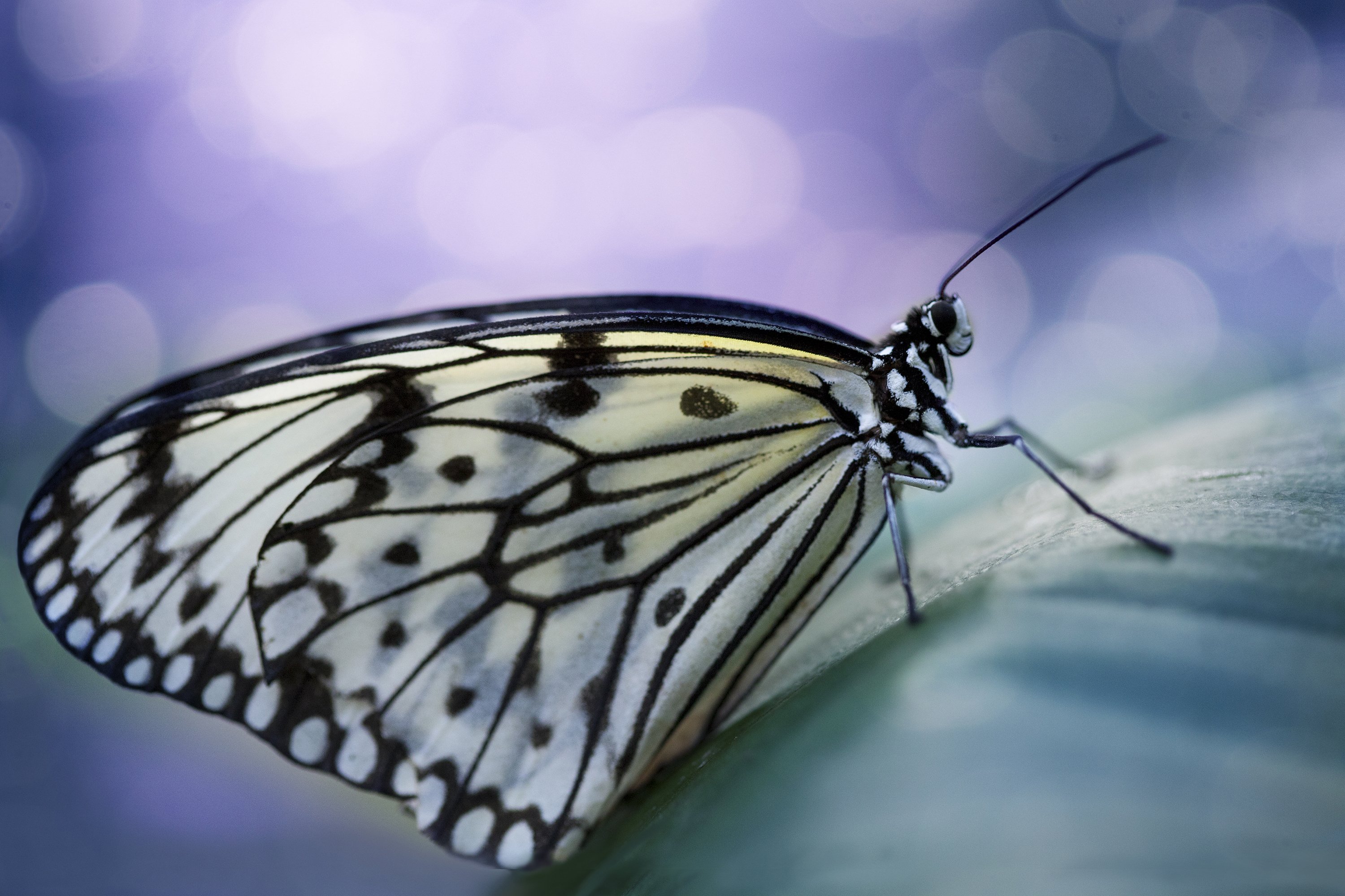 animals, Insect, Butterfly, Lepidoptera, Macro Wallpaper