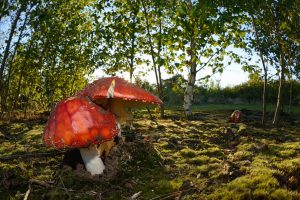 mushroom, Forest, Trees, Macro