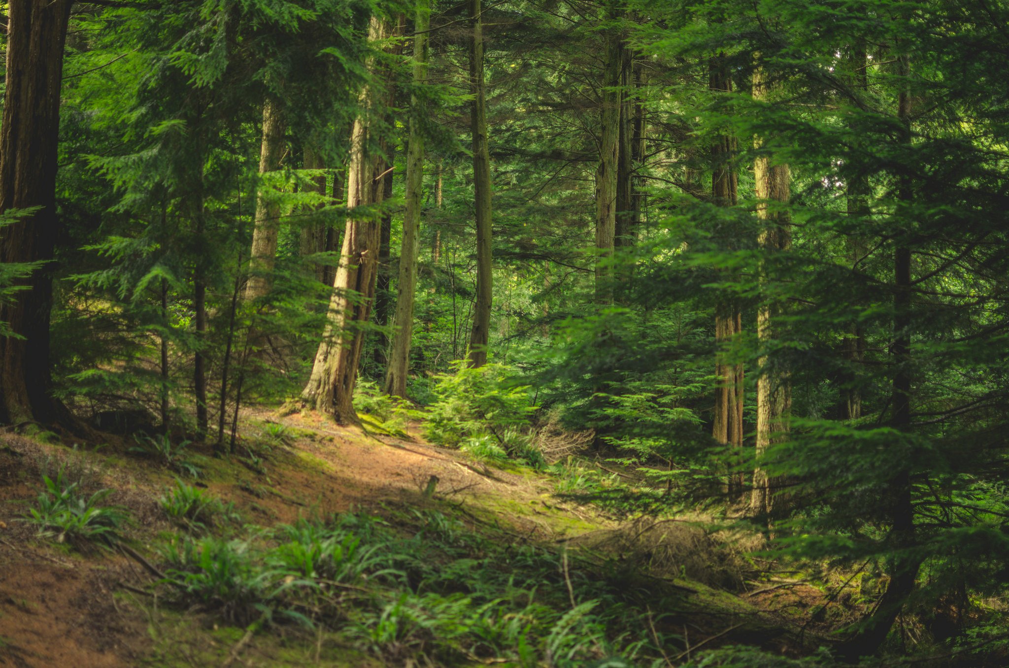 Forest Trees Wallpapers HD Desktop And Mobile Backgrounds