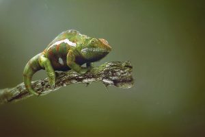 animals, Chameleons, Reptiles
