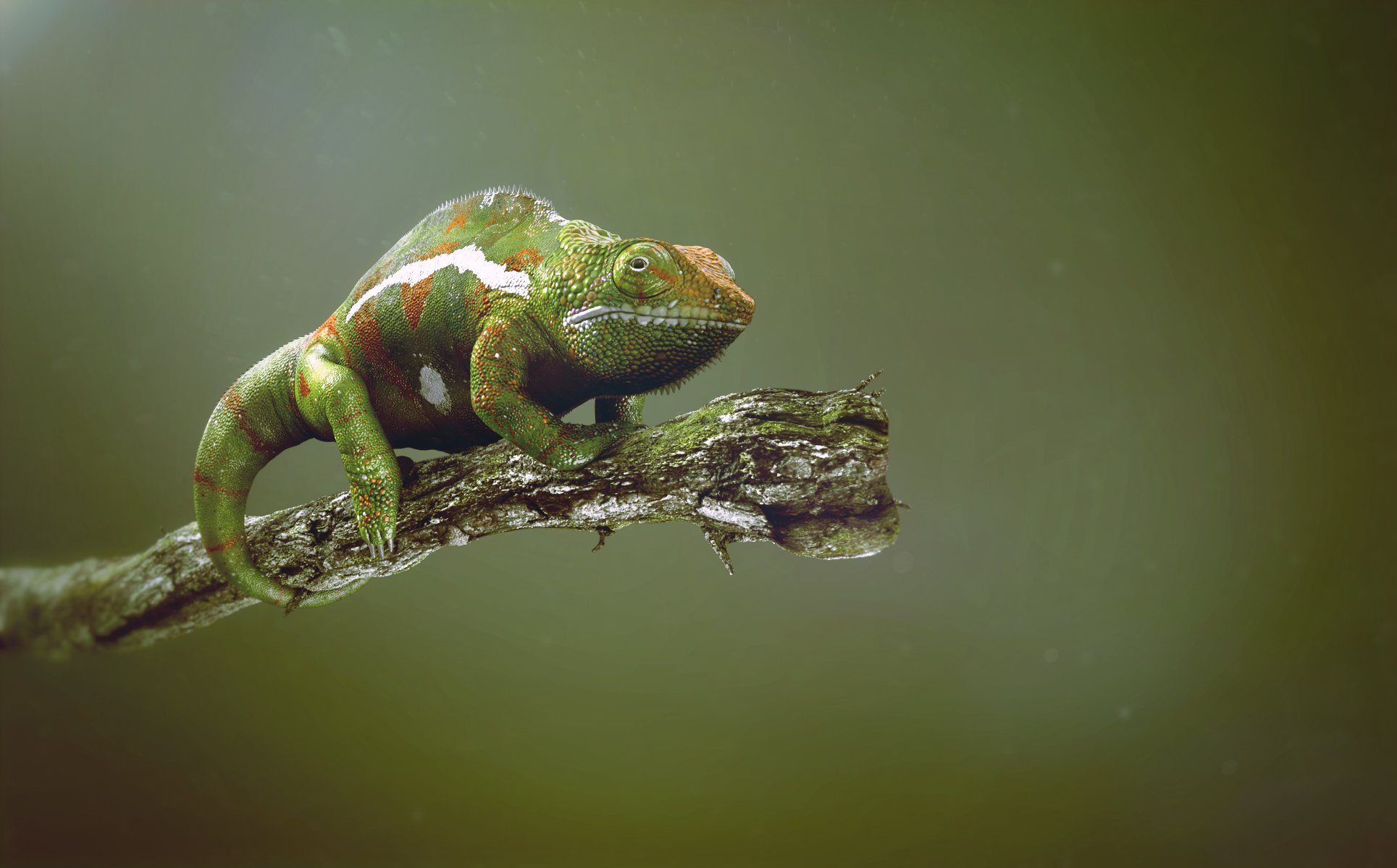 animals, Chameleons, Reptiles Wallpaper