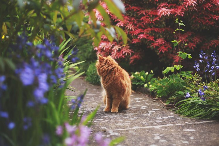 animals, Cat, Flowers, Path, Depth of field HD Wallpaper Desktop Background