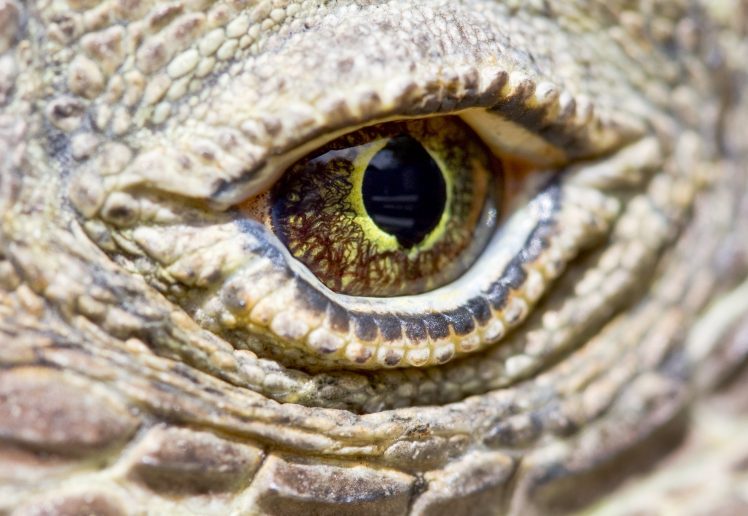 animals, Reptiles, Macro HD Wallpaper Desktop Background