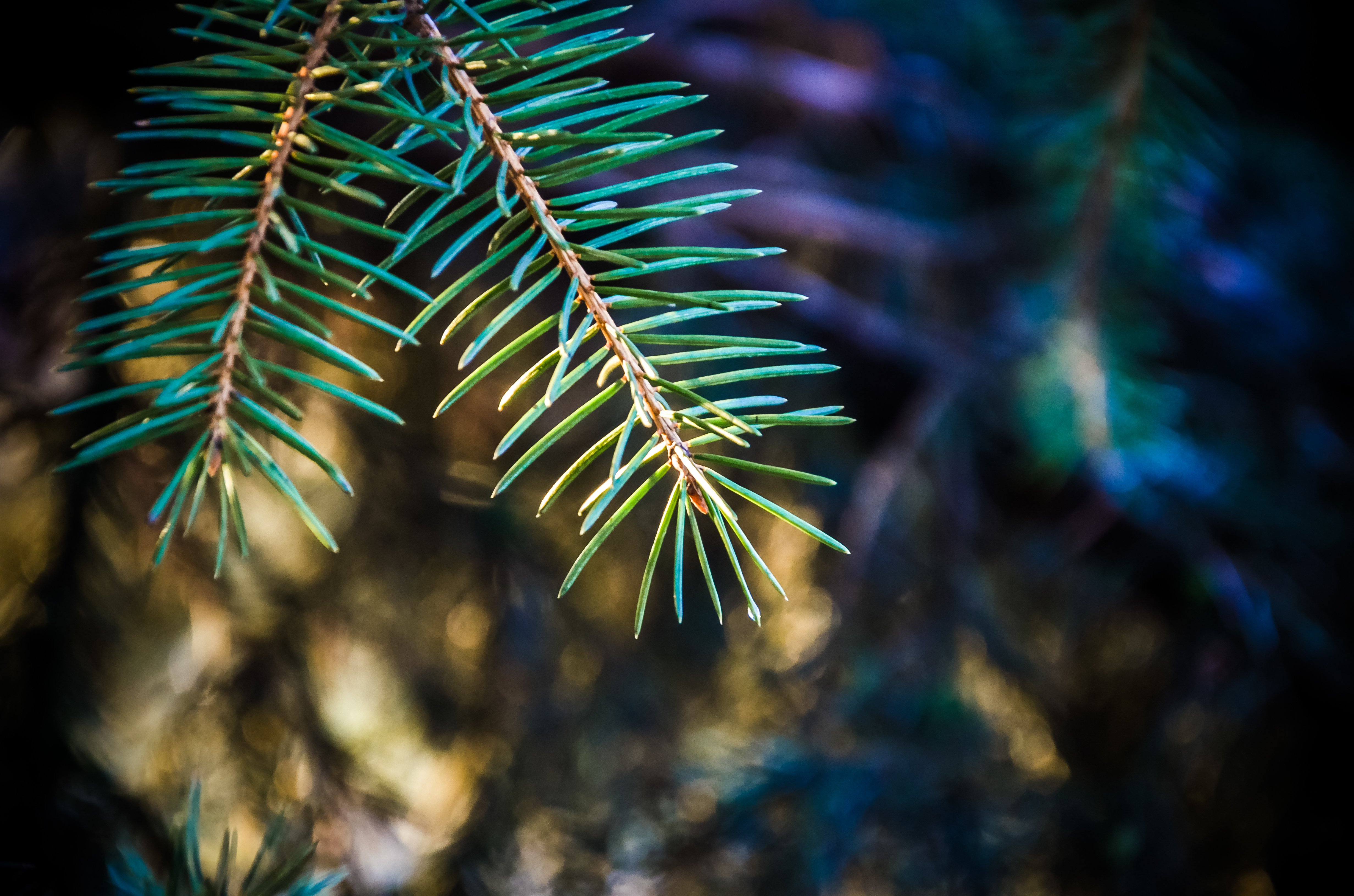 plants, Macro, Pine trees Wallpaper