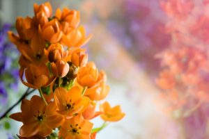 500px, Flowers, Orange flowers, Plants
