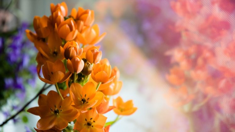 500px, Flowers, Orange flowers, Plants HD Wallpaper Desktop Background