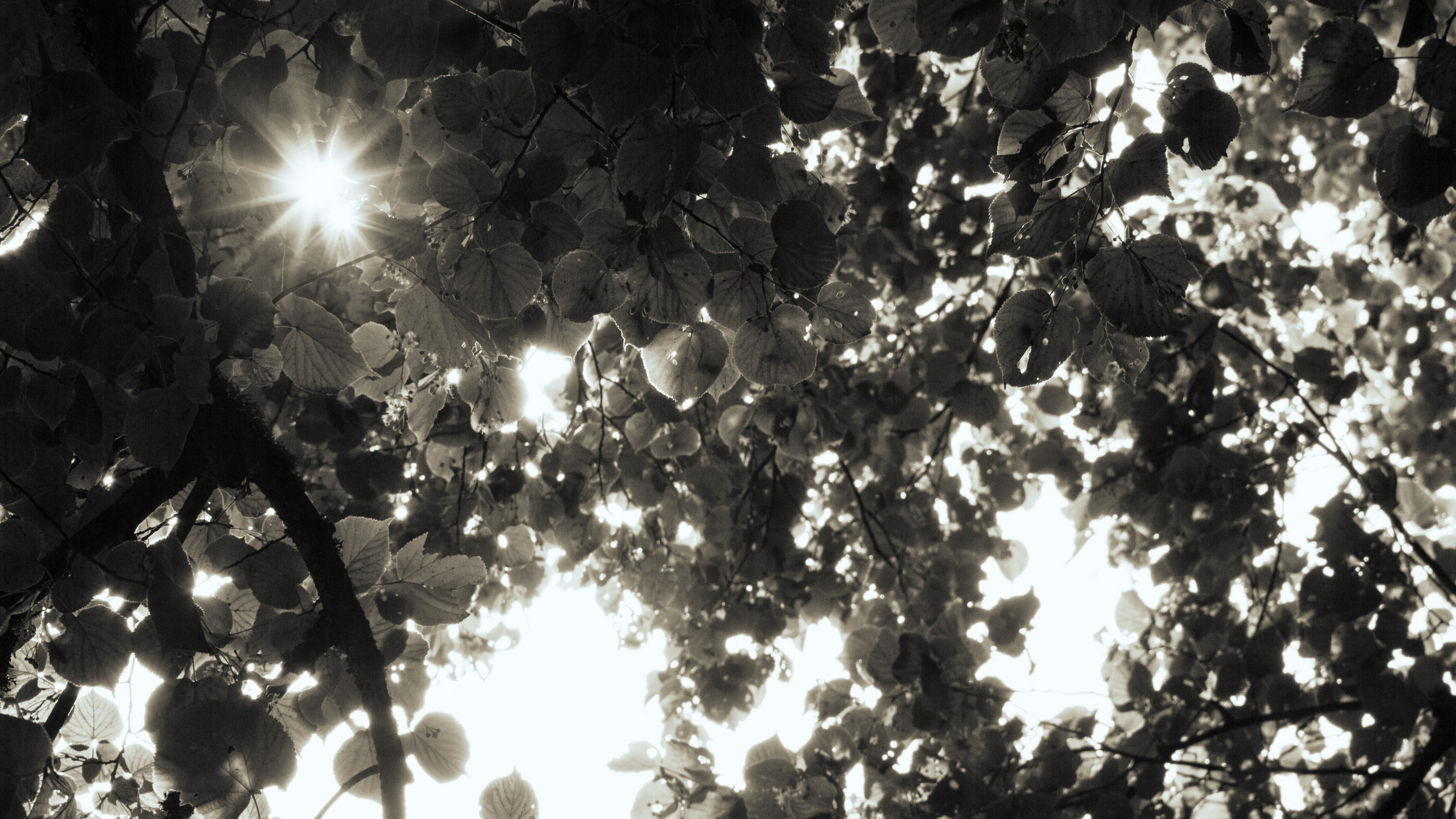 leaves, Monochrome, Sunlight Wallpaper
