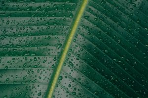 water, Water drops, Green, Leaves, Plants, Stem