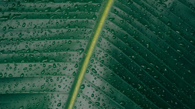 water, Water drops, Green, Leaves, Plants, Stem HD Wallpaper Desktop Background