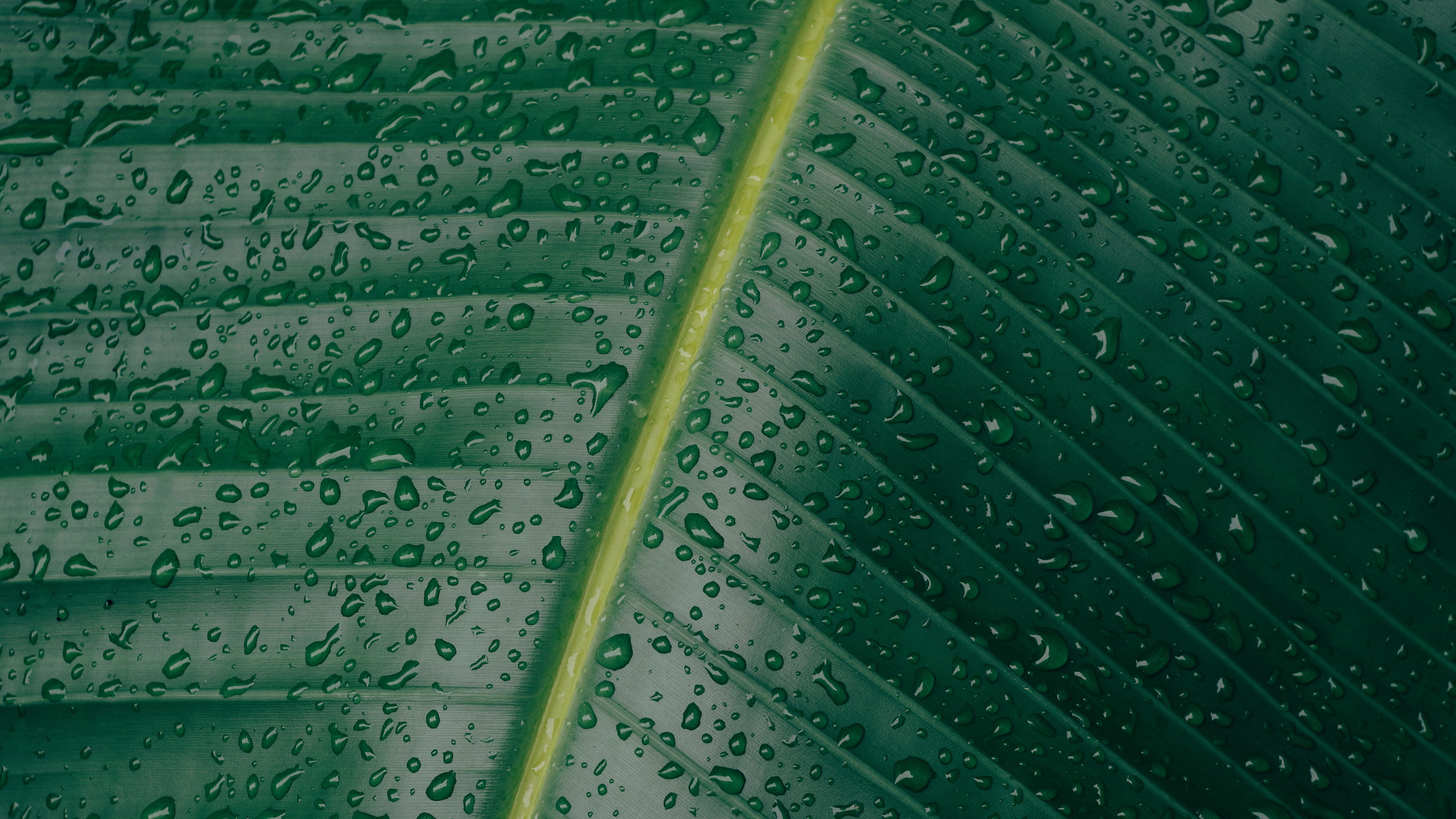 water, Water drops, Green, Leaves, Plants, Stem Wallpaper
