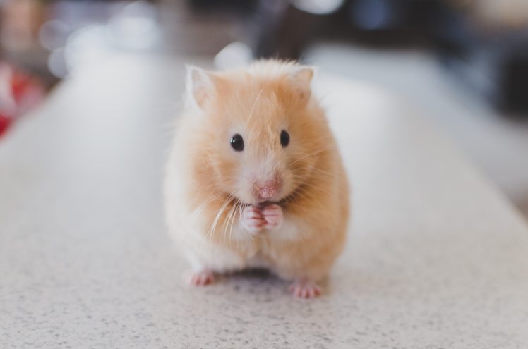 animals, Hamster, Pets HD Wallpaper Desktop Background