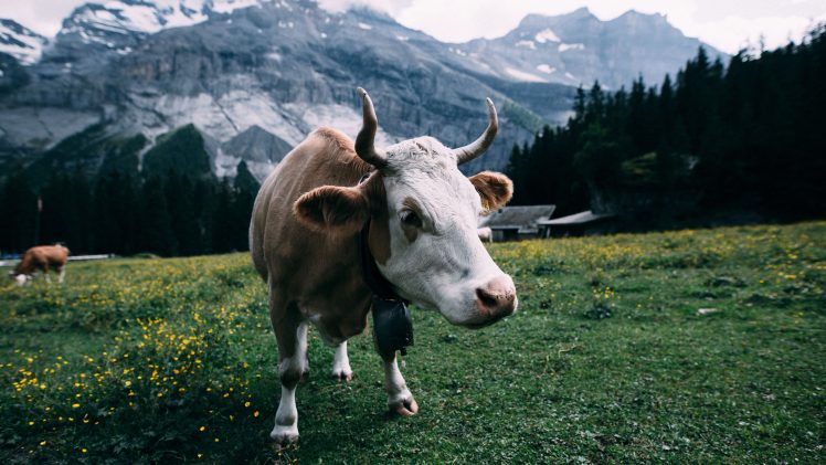 landscape, Bovine, Cow, Mountains, Field, Cowbell, Horns HD Wallpaper Desktop Background