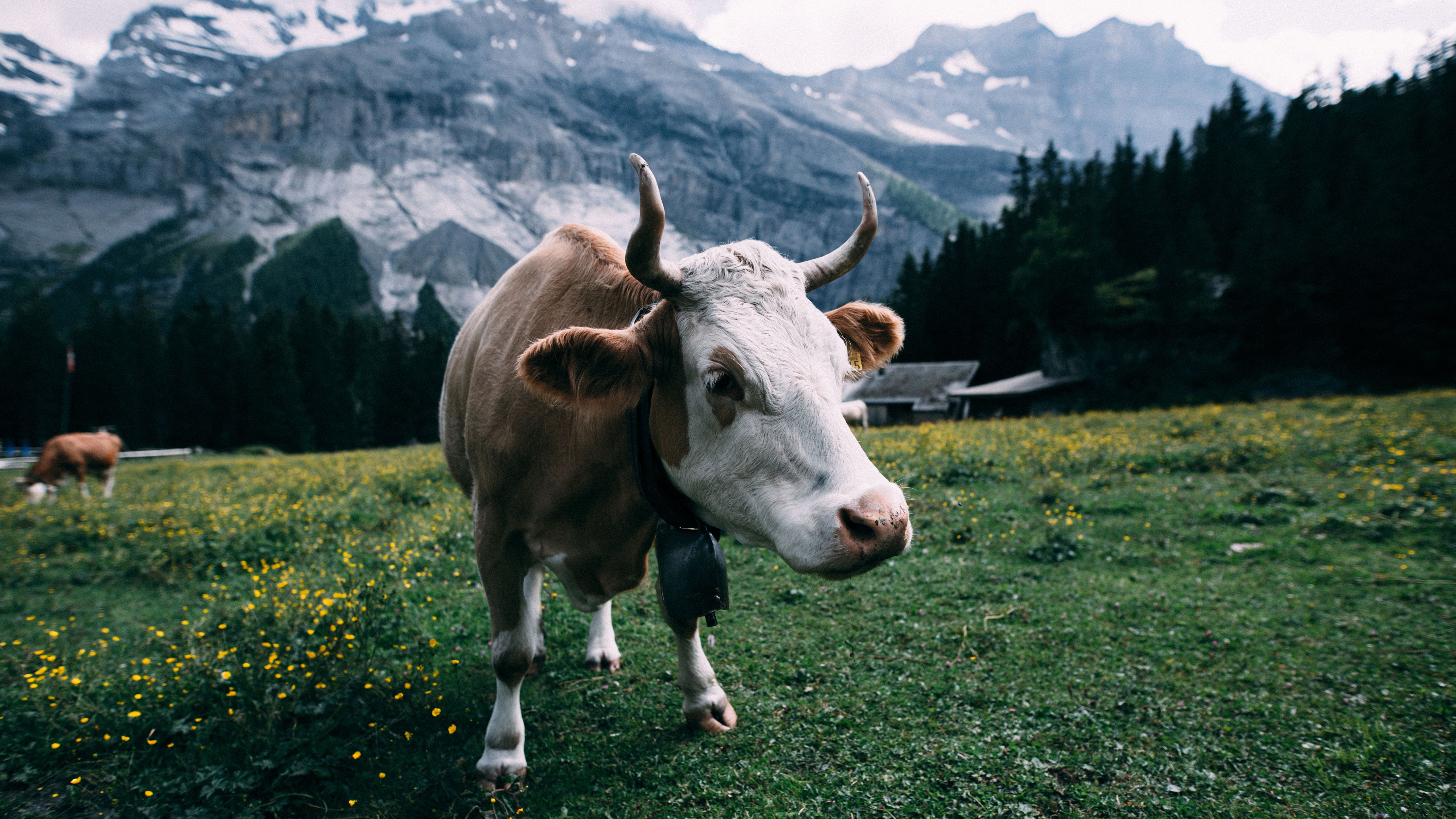 landscape, Bovine, Cow, Mountains, Field, Cowbell, Horns Wallpaper