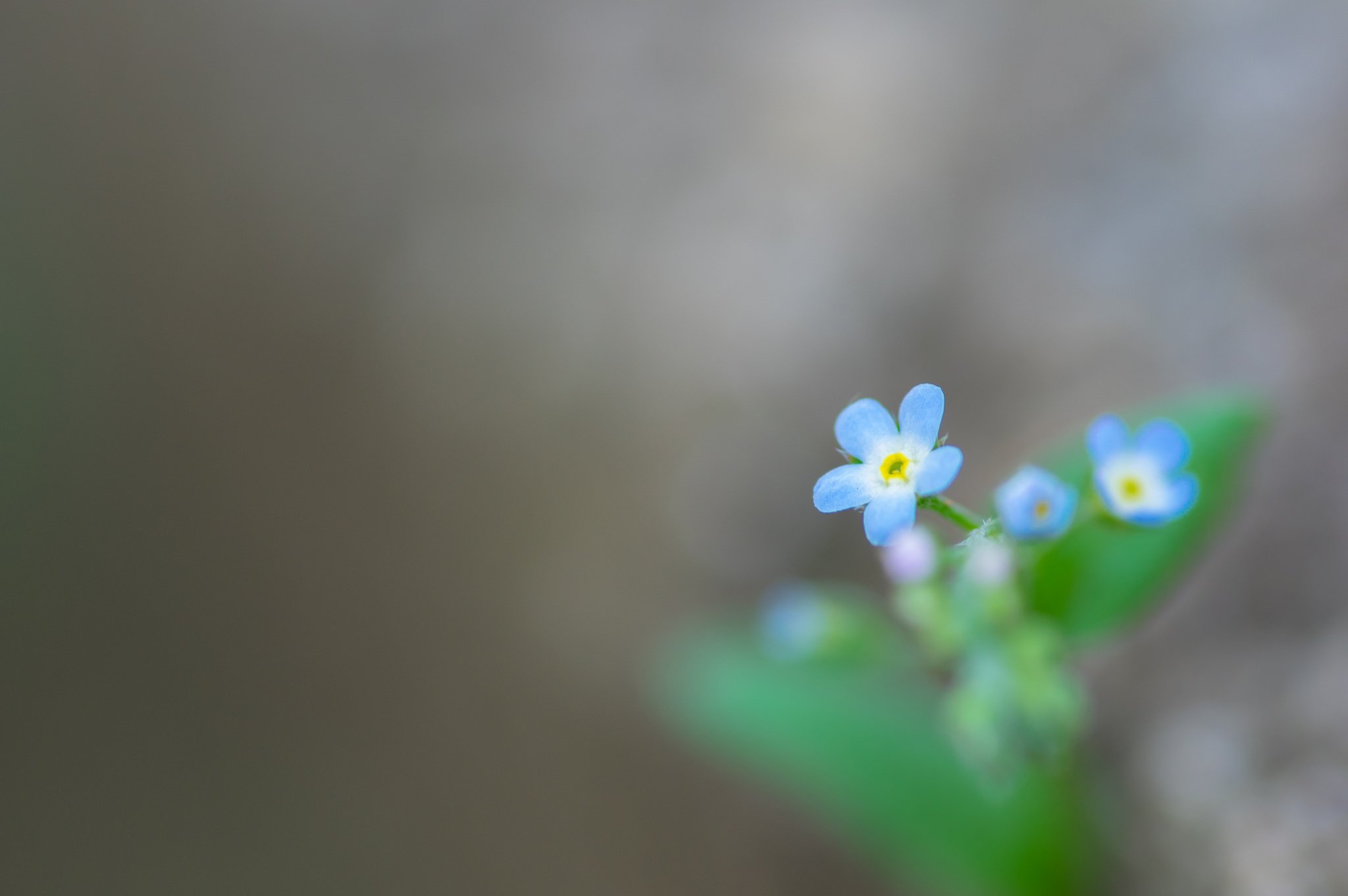 flowers, Nature, Macro, Colorful, Forget me nots Wallpaper