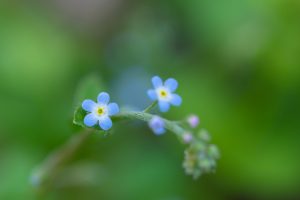 flowers, Nature, Macro, Forget me nots