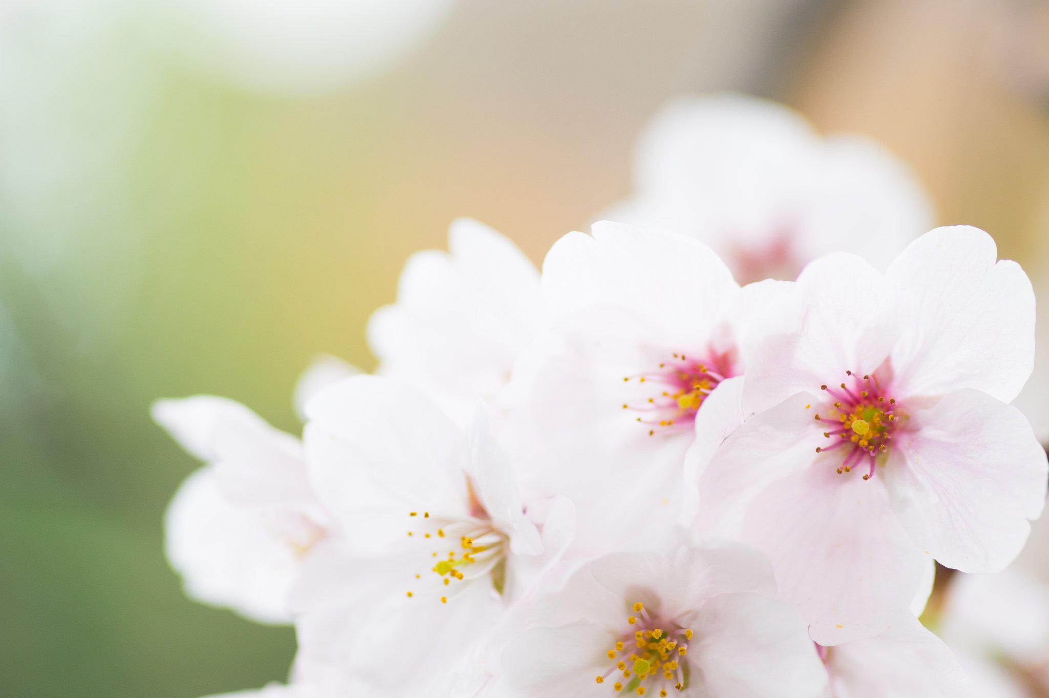 flowers, Nature, Macro, Colorful Wallpaper