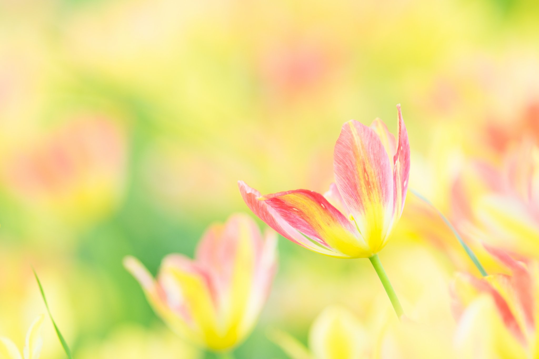 flowers, Nature, Macro, Colorful Wallpaper