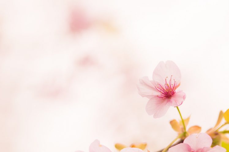 flowers, Nature, Macro, Colorful HD Wallpaper Desktop Background