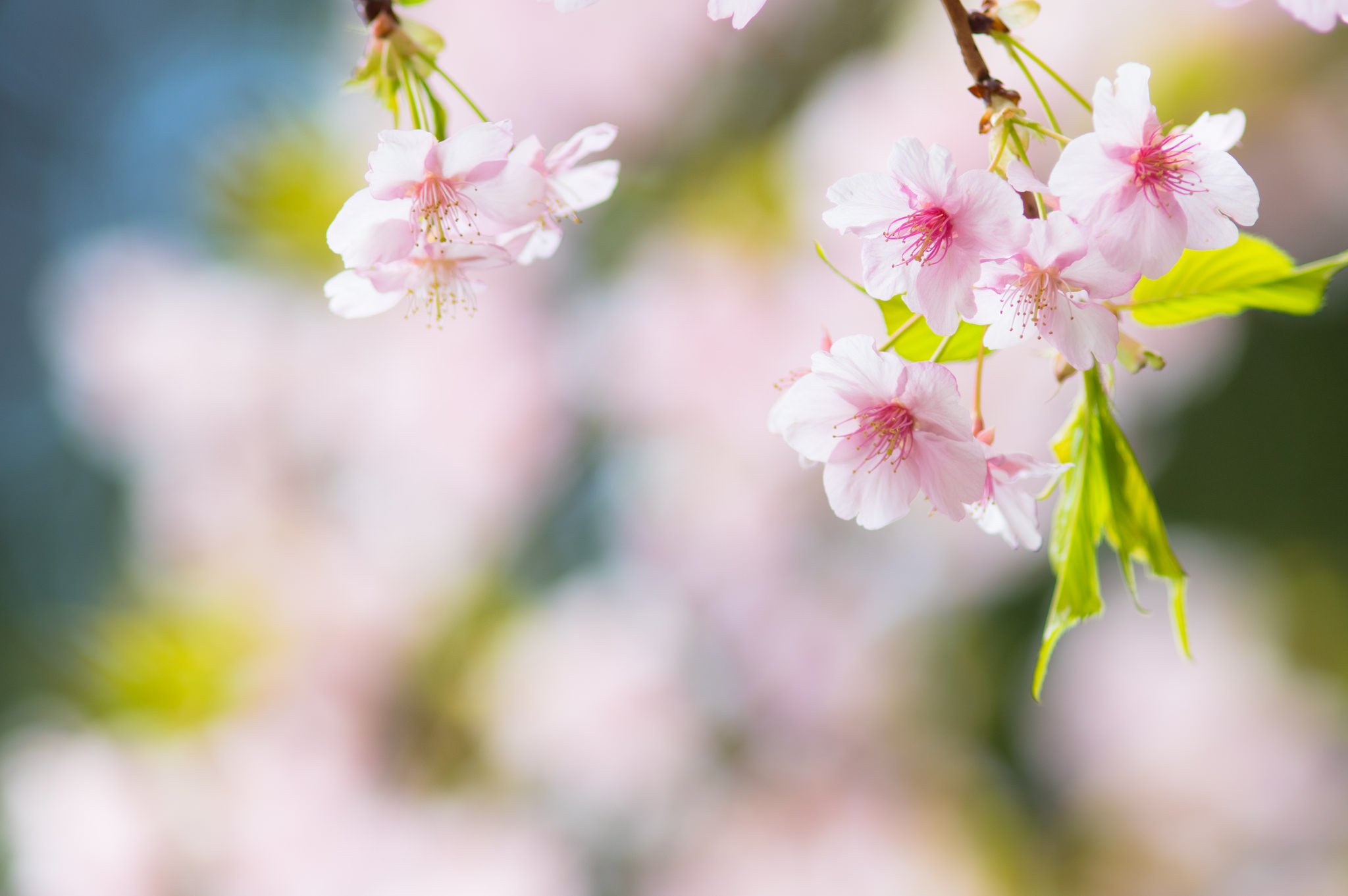 flowers, Nature, Macro, Colorful Wallpaper