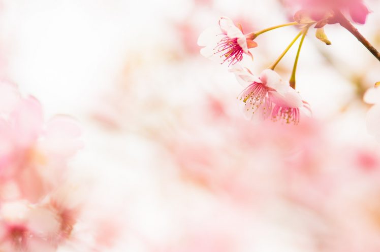 flowers, Nature, Macro, Colorful HD Wallpaper Desktop Background