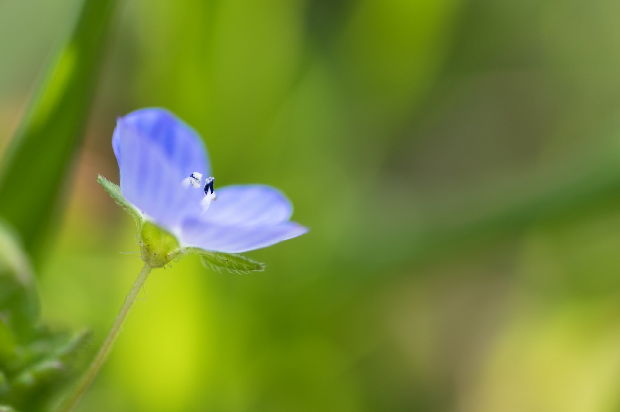 flowers, Nature, Macro, Colorful Wallpaper