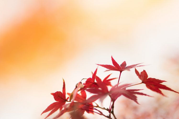 leaves, Nature, Macro, Colorful HD Wallpaper Desktop Background