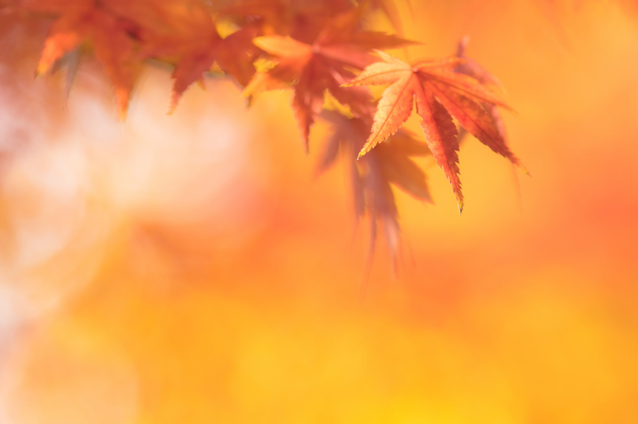 leaves, Nature, Macro, Colorful Wallpaper