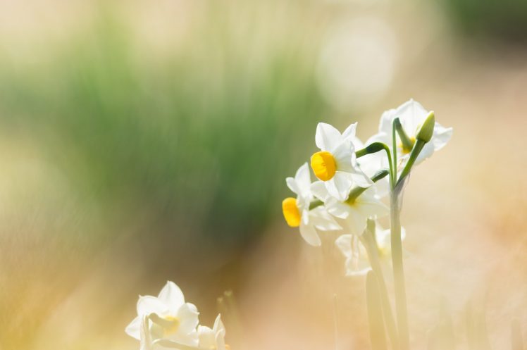 flowers, Nature, Macro, Colorful, Daffodils HD Wallpaper Desktop Background