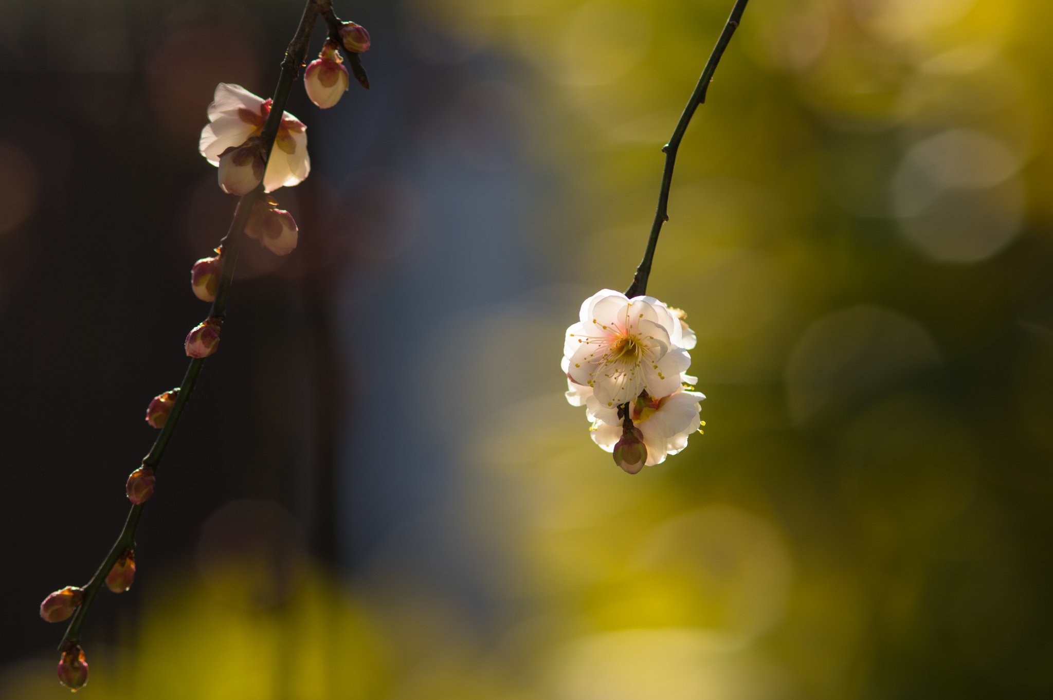 flowers, Nature, Macro, Colorful Wallpaper