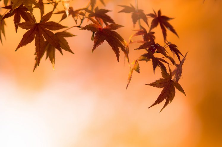 leaves, Nature, Macro, Colorful HD Wallpaper Desktop Background