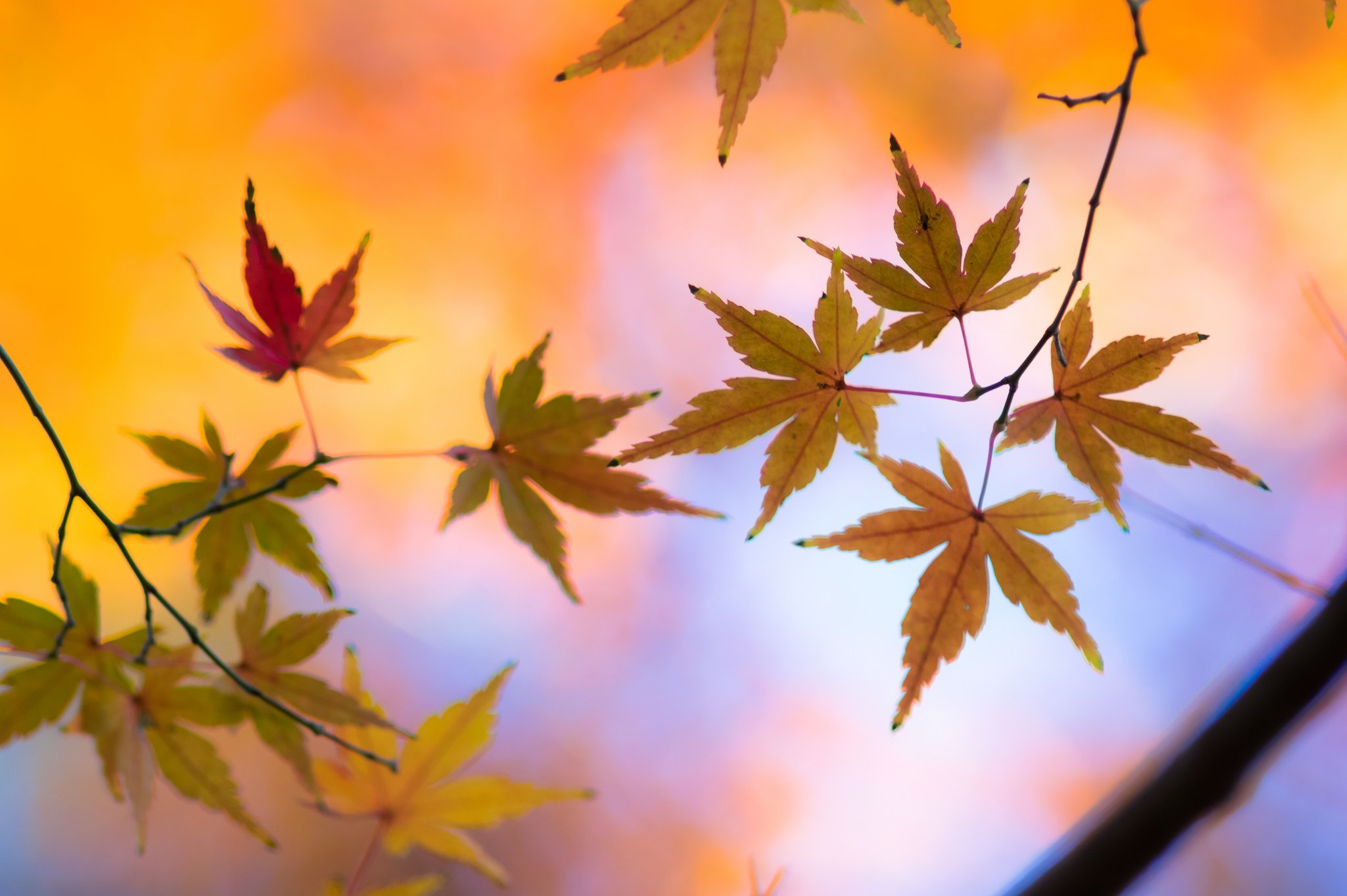 leaves, Nature, Macro, Colorful Wallpaper