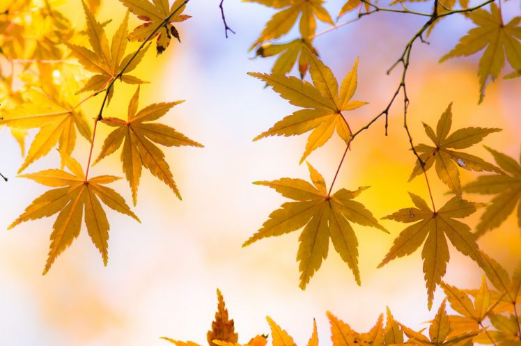 leaves, Nature, Macro, Colorful, Japanese maple HD Wallpaper Desktop Background