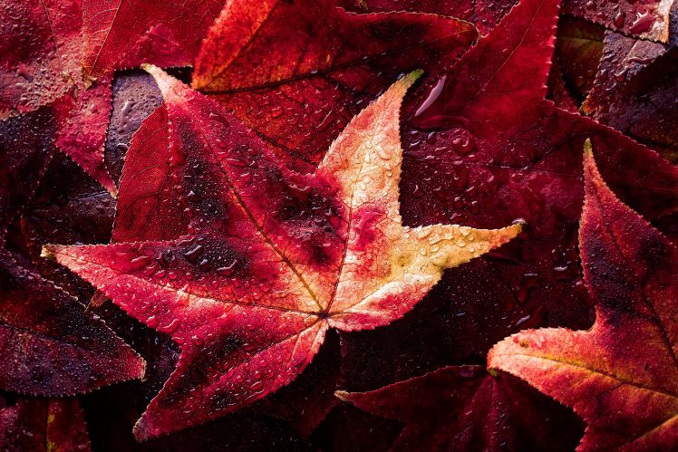 Jake Schwartzwald, Fall, Colorful, Leaves, 500px HD Wallpaper Desktop Background