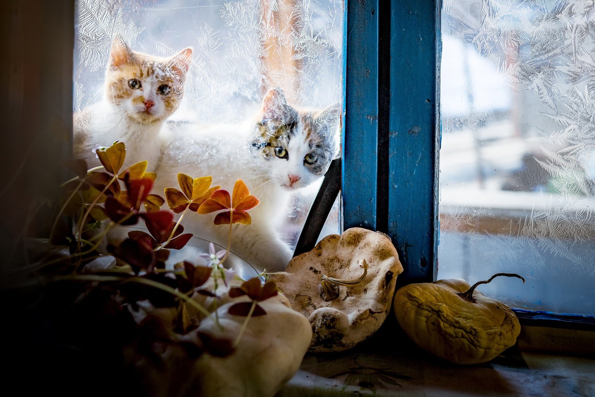 природа животные кот окно бесплатно