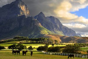 Franschhoek, Mountains, South Africa, Farm, Clouds, Horse, Landscape, Vineyard