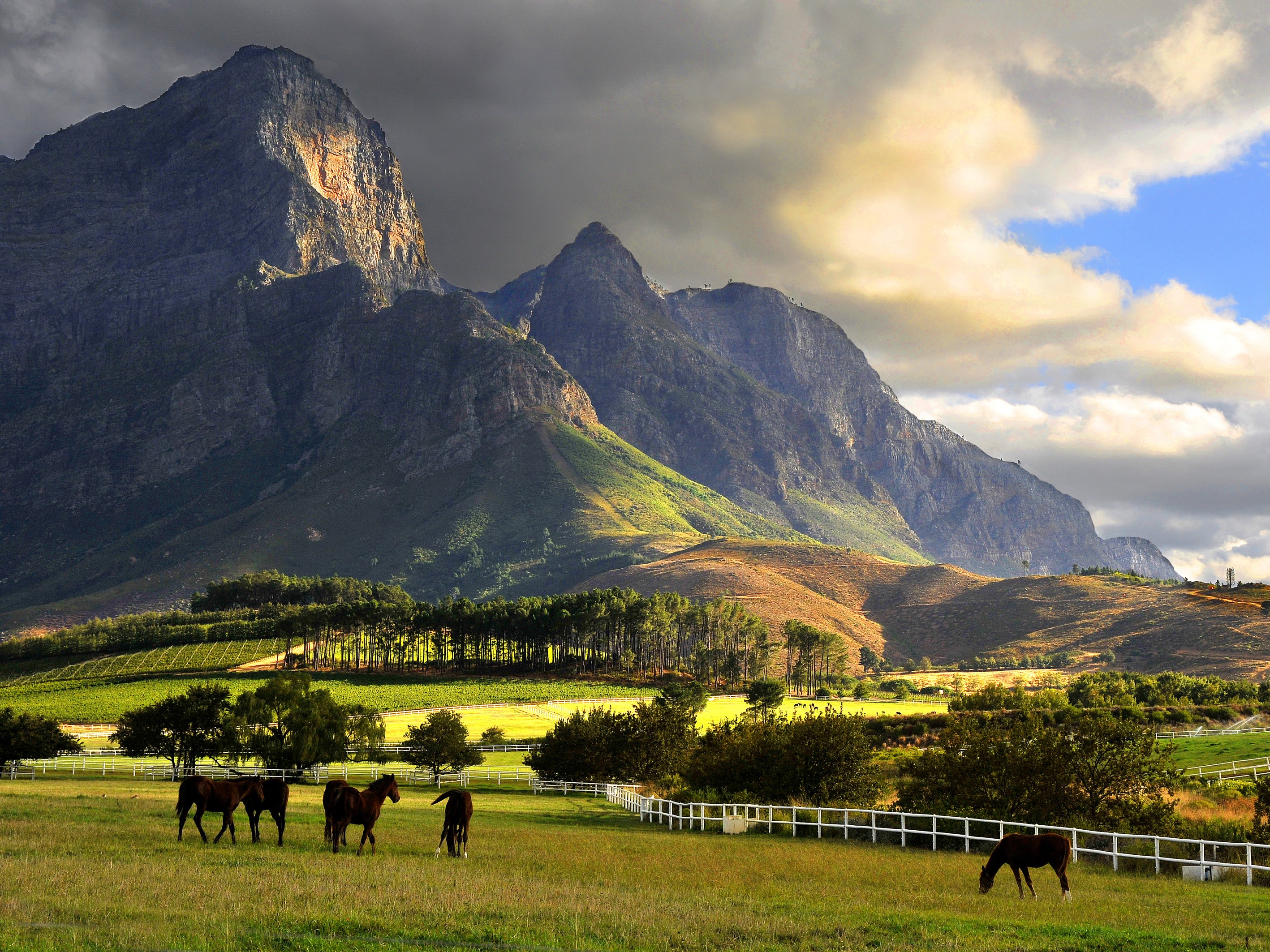 Franschhoek, Mountains, South Africa, Farm, Clouds, Horse, Landscape, Vineyard Wallpaper