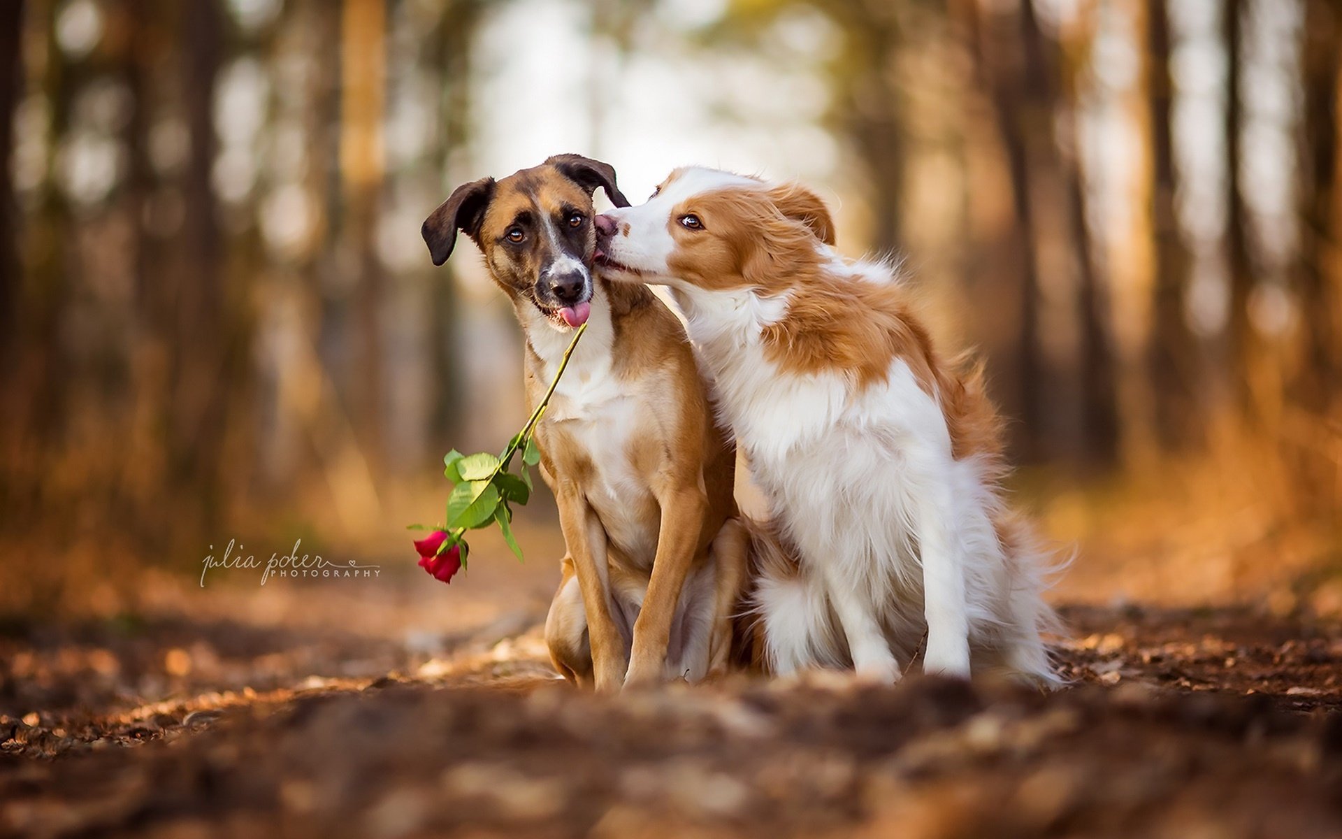 flowers, Nature, Rose, Animals, Dog Wallpaper
