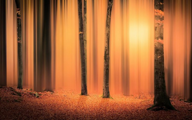 nature, Sunlight, Forest, Trees HD Wallpaper Desktop Background