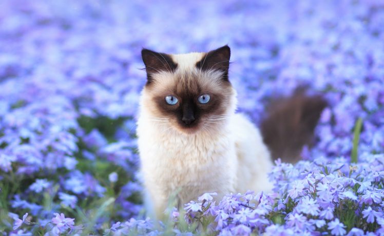 cat, Flowers, Animals HD Wallpaper Desktop Background